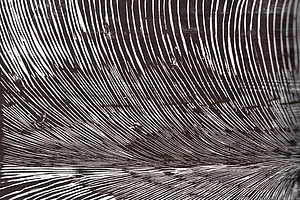 Energiefeld Holzschnitt, Expl.1-10, 50.2x63.7cm, 55x68.8cm, 1979