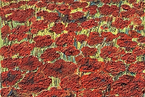 Feld, 2021, Mohn, Acryl, Sand, Pigment, Oel auf Leinwand, 58x58cm