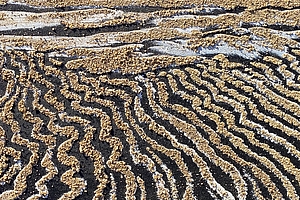 Feld, 2021, Acryl, Sand auf Leinwand, 26x71cm
